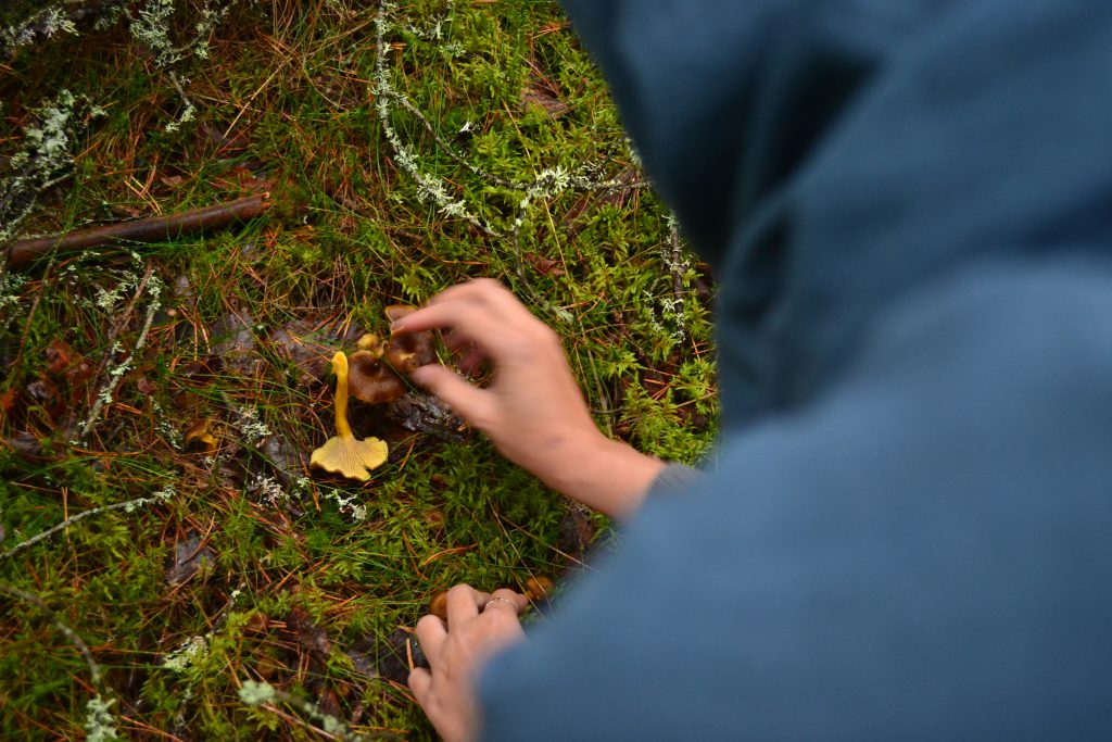 Cari jamur di hutan (Sumber: Sania)